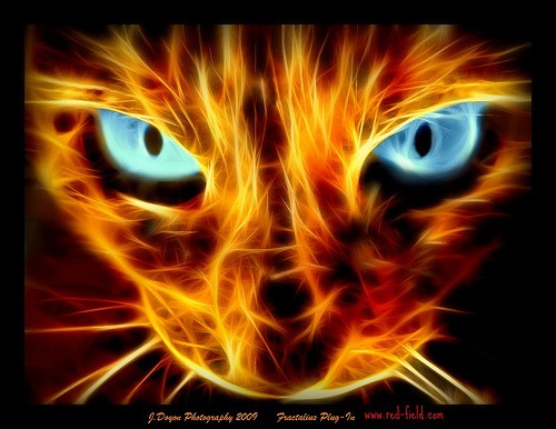 Meow