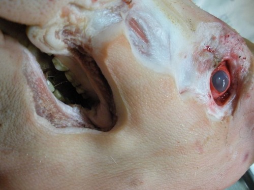 pig-head3