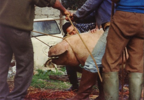slaughter2