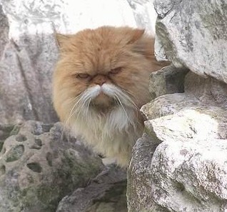 03_cats_69019