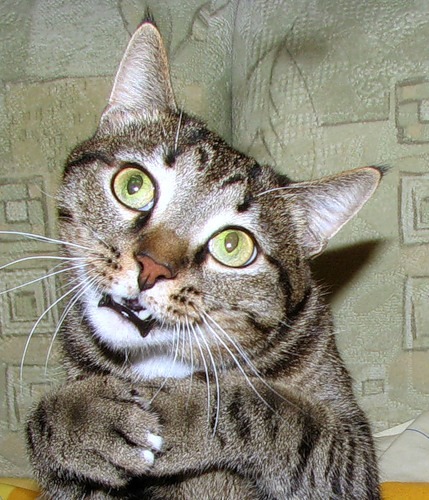 Котзилла