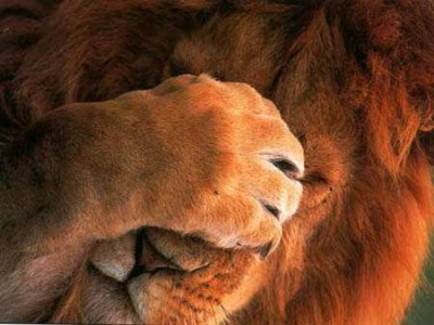 lion_facepalm