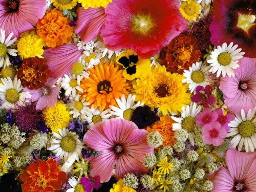 01_flowers