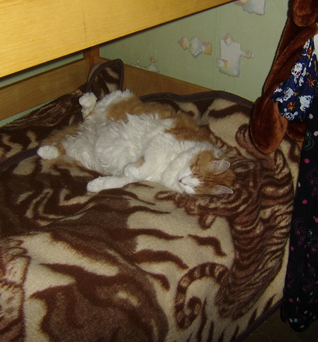 котюля у детей