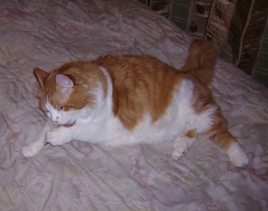 котюля 2