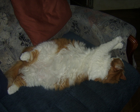котюля 3