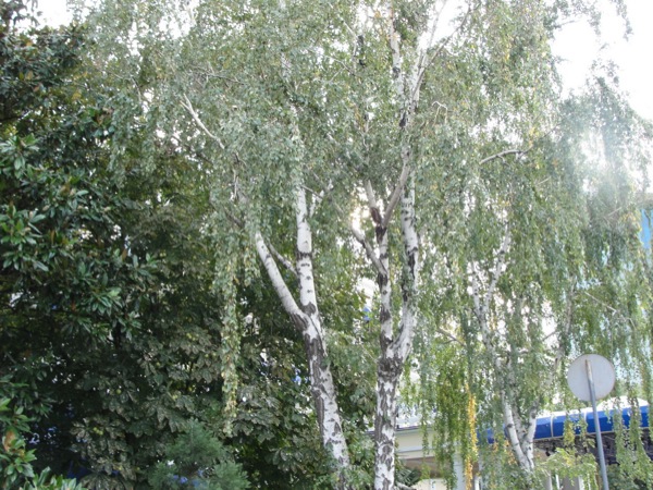 берёзки