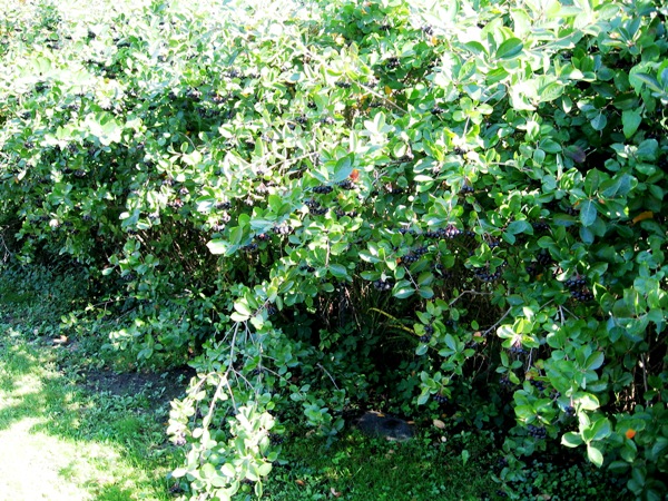 Photo 03
