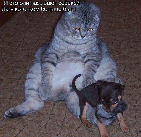 тачир