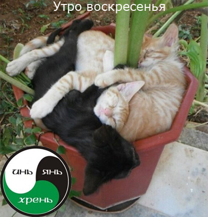 инь янь хрень