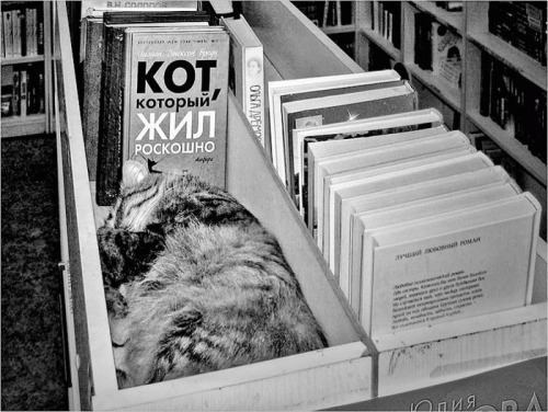 кот который жил