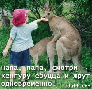 кенгуру