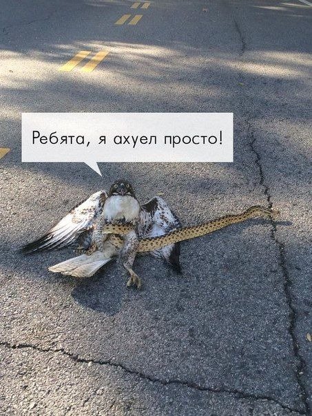 OboltYS