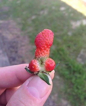 цурикат