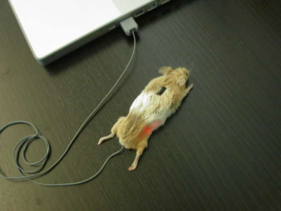 mouse-vstuplenie2