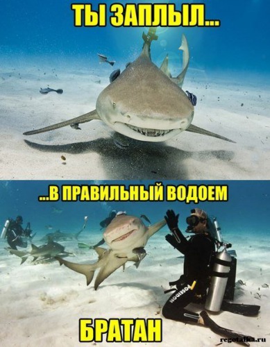 шарки
