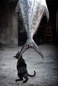 C__Data_Users_DefApps_AppData_INTERNETEXPLORER_Temp_Saved Images_cat-thief-funny-animal-pictures-38__605