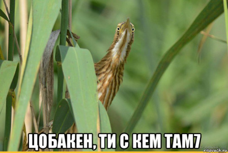 risovach.ru[3]