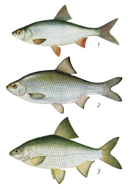 004 - 2