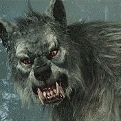vvolf