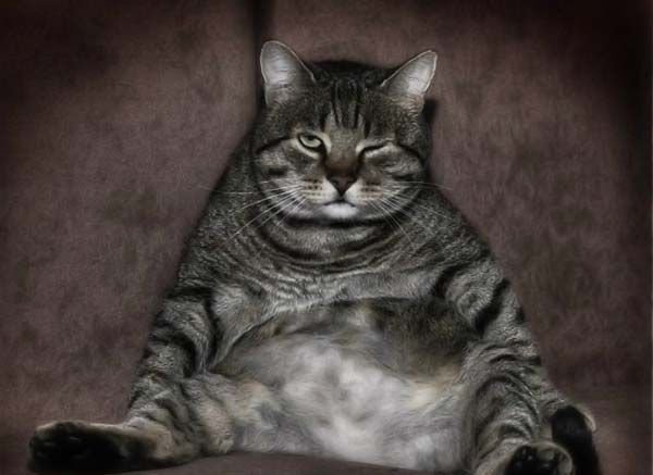 КотЯбун